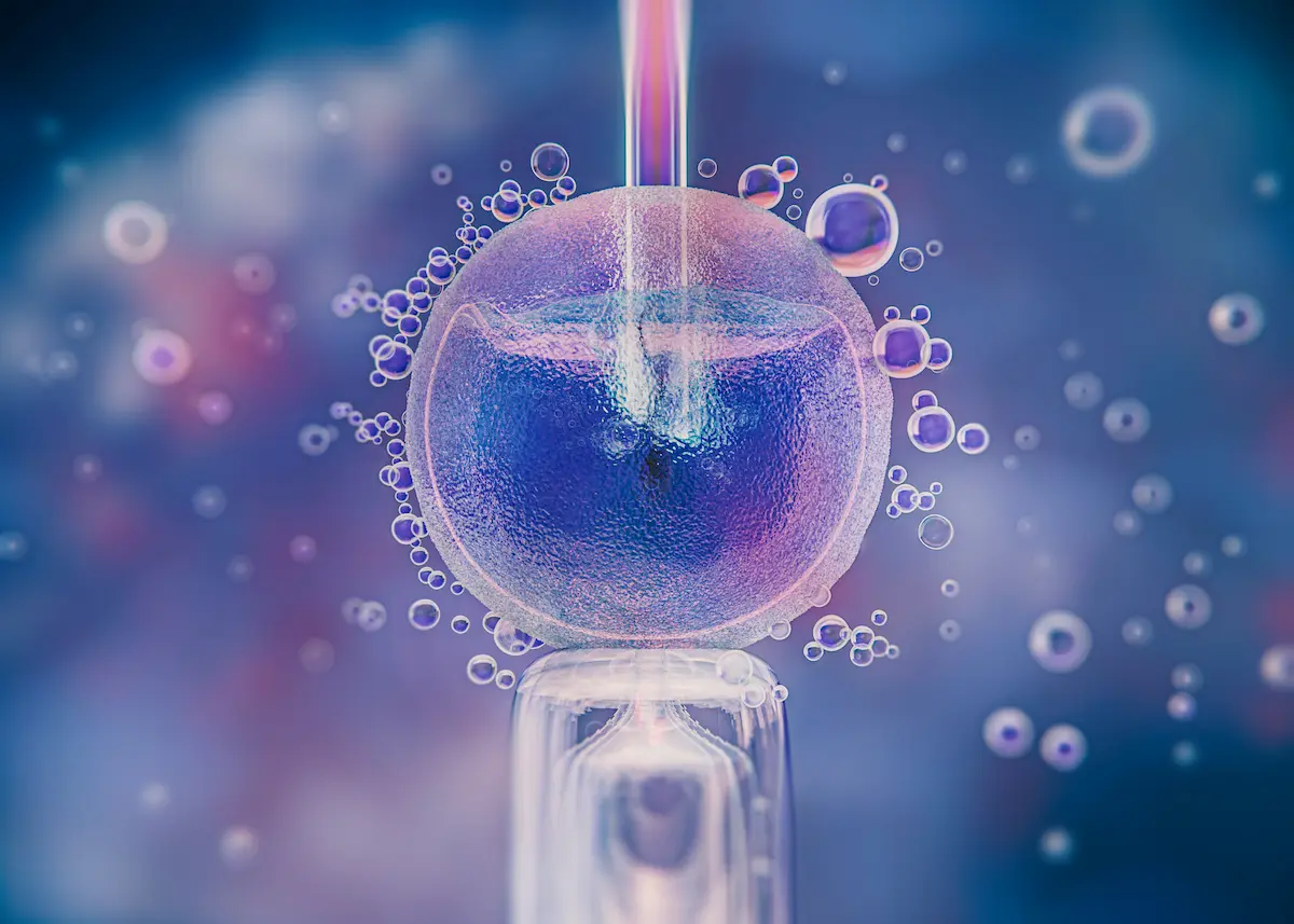 What Happens After Embryo Transfer